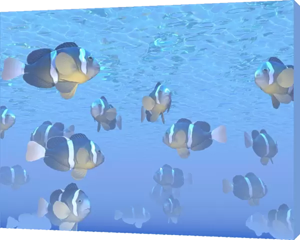 A school of clownfish swimming in the sea