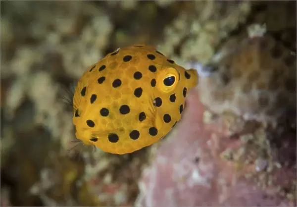 A juvenile yellow boxfish swims above the seafloor