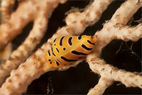 Yellow and black striped tiger cowrie on sea fan, Bali, Indonesia
