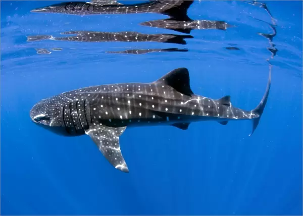 Whale Shark off coast of Isla Mujeres, Mexico