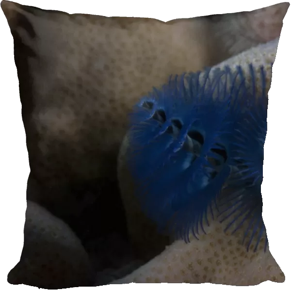 Close-up of a blue Christmas tree worm