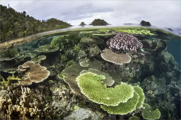 Reef-building corals in Raja Ampat, Indonesia