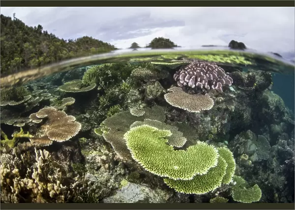 Reef-building corals in Raja Ampat, Indonesia
