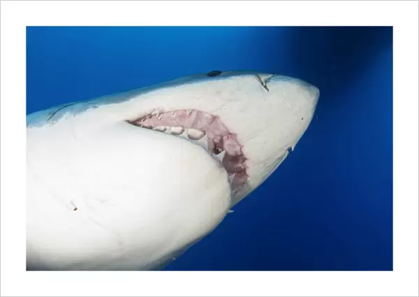 Male great white shark showing teeth, Guadalupe Island, Mexico