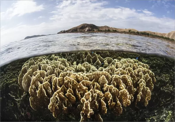 A fire coral colony grows in Komodo National Park