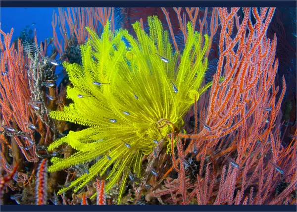 A yellow crinoid feather star against red fan coral, Papua New Guinea