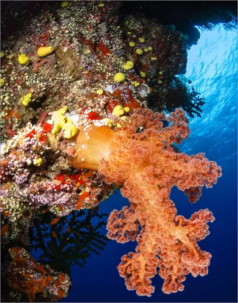 Soft coral seascape, Fiji