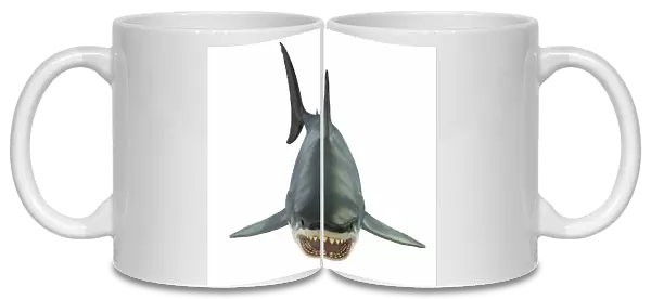 Great white shark illustration, front view