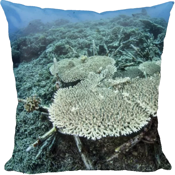 New table corals grow on an artificial reef near Sulawesi, Indonesia