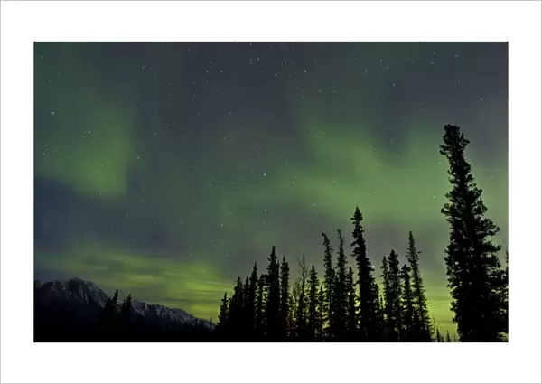 Aurora borealis over trees, Yukon, Canada