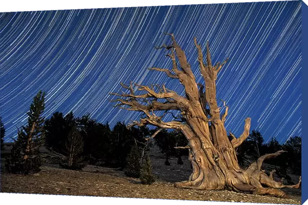 A bristlecone pine tree sits against a path of star tails, California