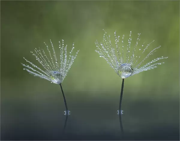 Dandelion Flowers