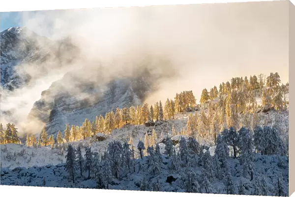 Golden larches in the mountains