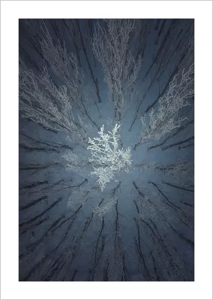 Aerial Snow Tree