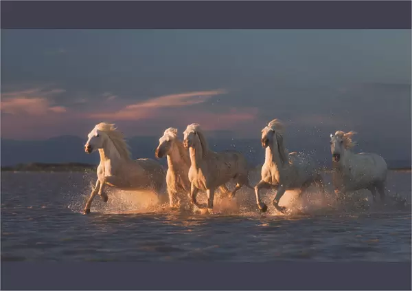 Camargue horses on sunset