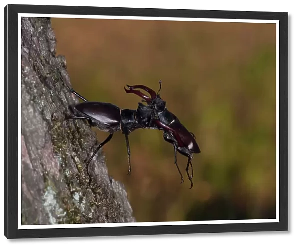 Stag beetles, Lucanus cervus