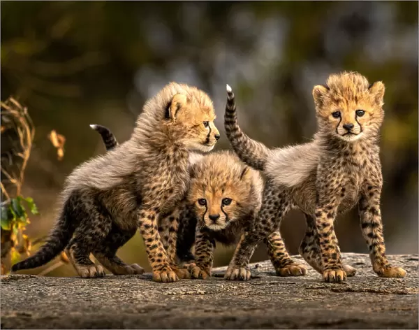 Three little cheetahs