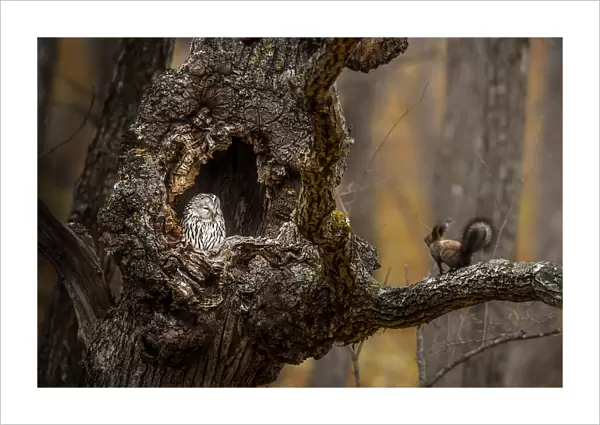 An Owl & a squirrel