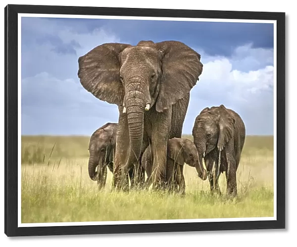 Elephant mom protecting her calves