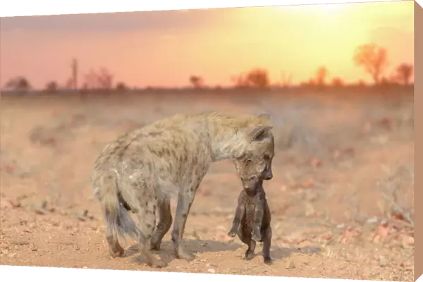 Hyena pup. Ozkan Ozmen  /  Big Lens Adventures