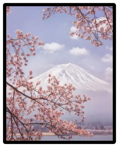 Mt. Fuji in the cherry blossoms