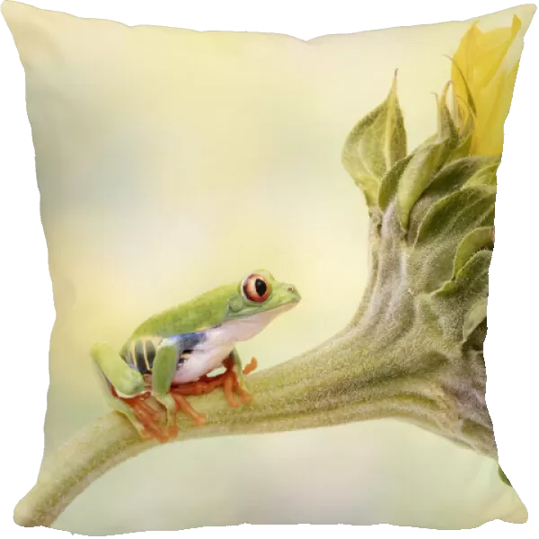 Red Eyed Tree Frog on a Sunflower