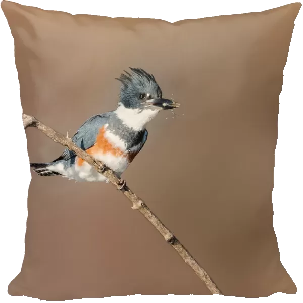 Belted Kingfisher with a Minnow