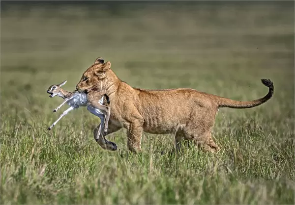 Lion cub with gazelle