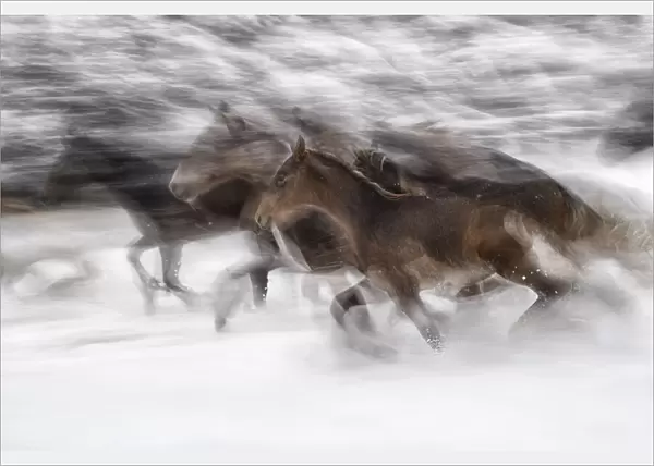 winter gallop