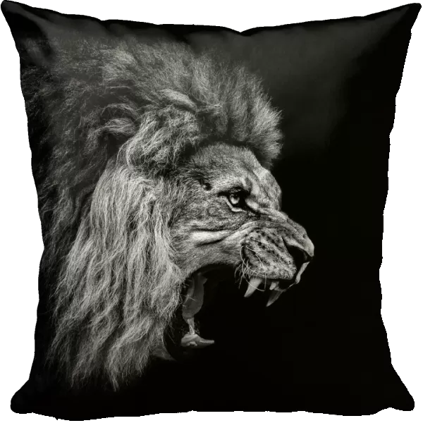 Roaring Lion #2