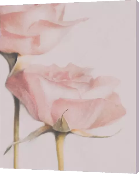 Two Roses. Delphine Devos