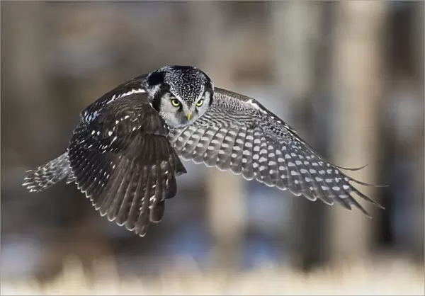 Northern Hawk Owl Hunting