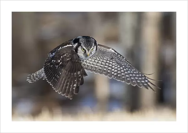 Northern Hawk Owl Hunting