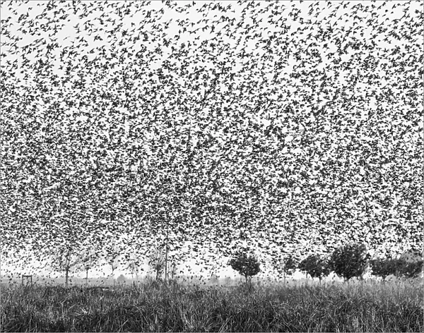 Starlings attack
