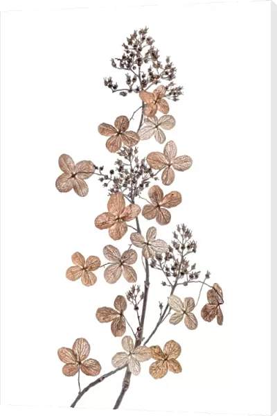 Hydrangea Paniculata