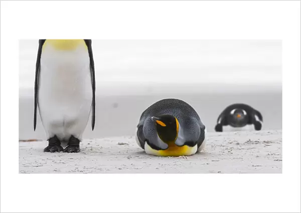 penguin look
