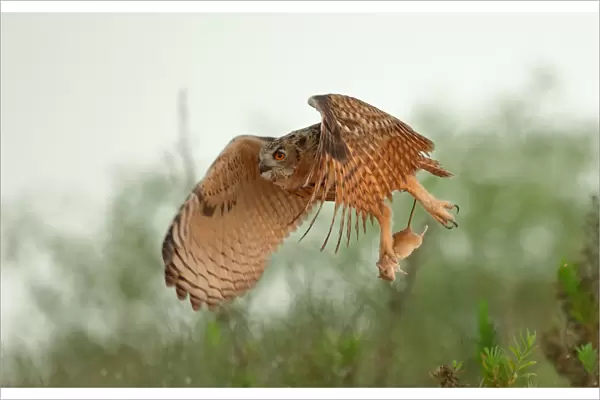 Eagle Owl & Snatch