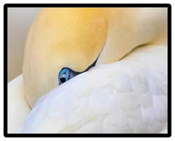 Hidden gannet