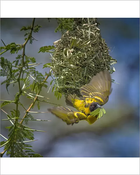 Yellow Weaver Finch