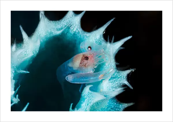 Shrimp in a blue sponge