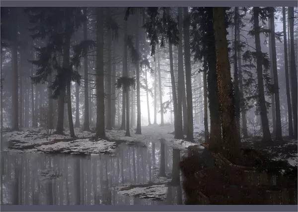 Misty forest (Winter)