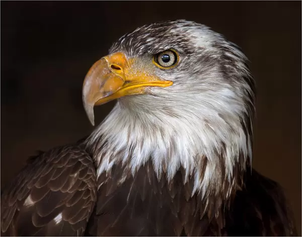 Caged - Bald Eagle