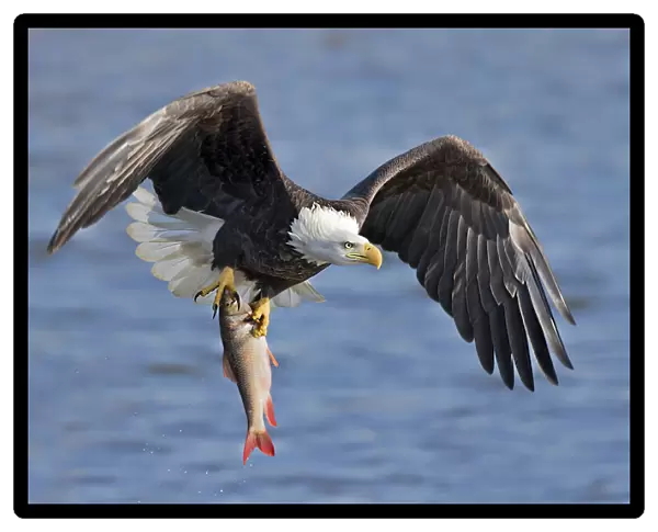 Bald Eagle Catching a Big Fish