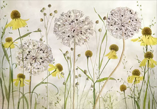 Alliums and heleniums