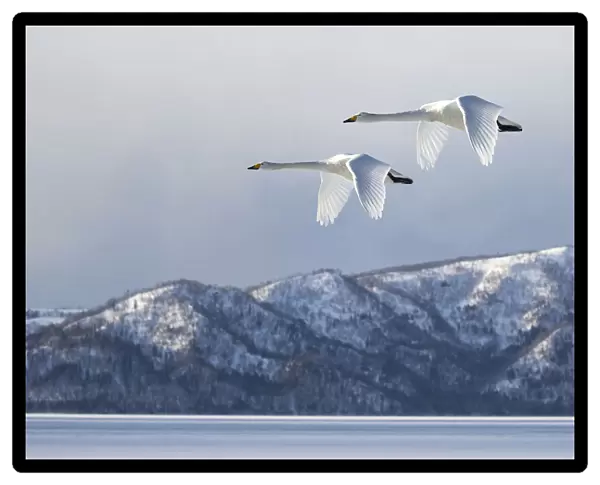 Swan@Kussharo Lake