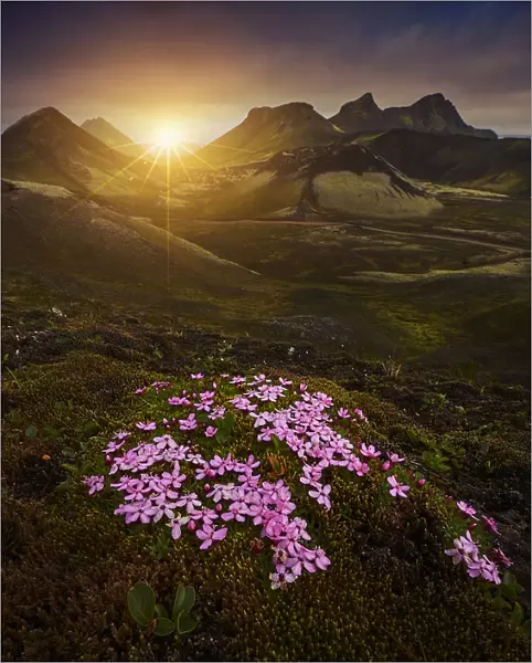 Flowers of the highlands