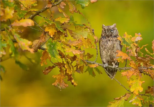 European Scops Owl