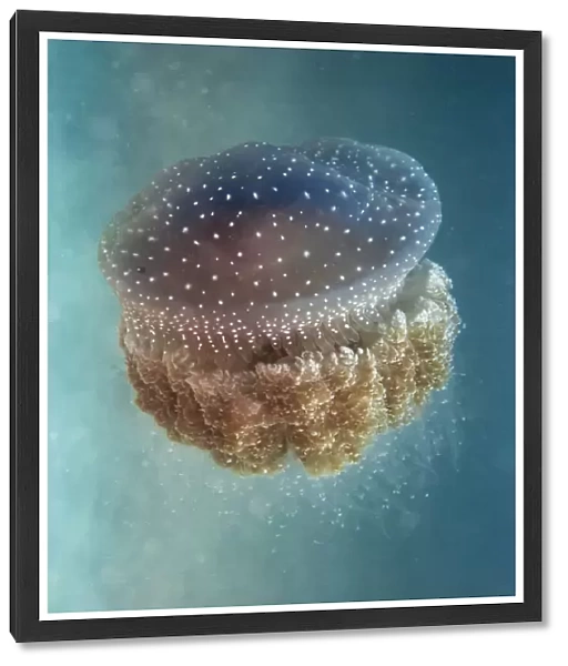 Jellyfish - Phylorhiza punctata