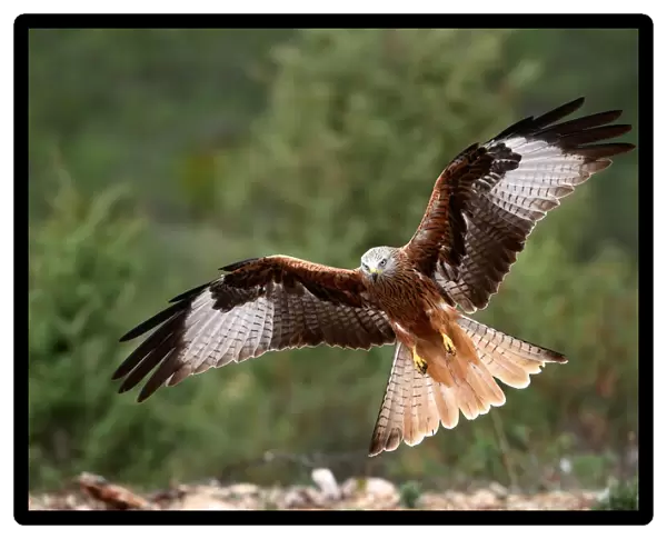 The wings of the red kite