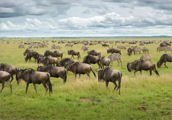 Great Migration in Serengeti Plains